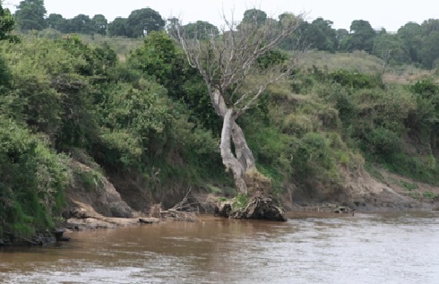 Just like the tree planted by the rivers of&nbsp;water