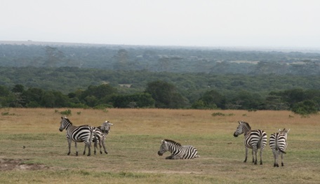 Team of zebras in the field