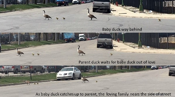 Duck family crossing the street