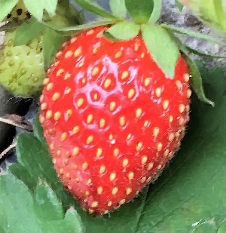 Strawberry on the vine