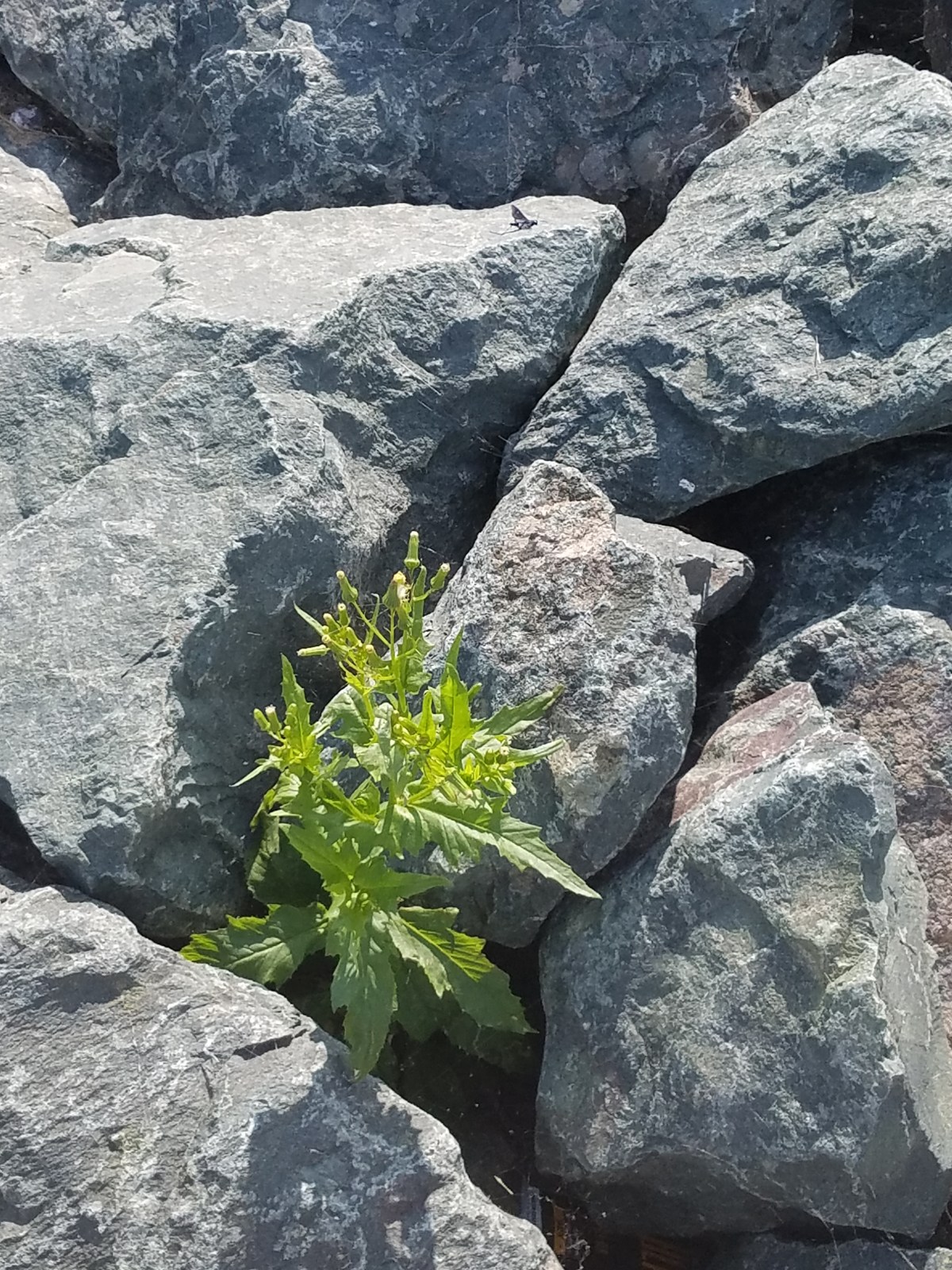 Oh! What God Can&nbsp;Do