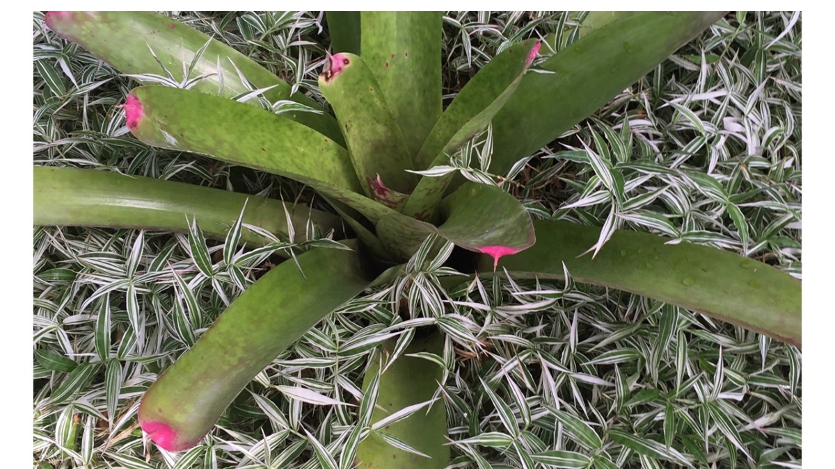 Push For A&nbsp;Breakthrough