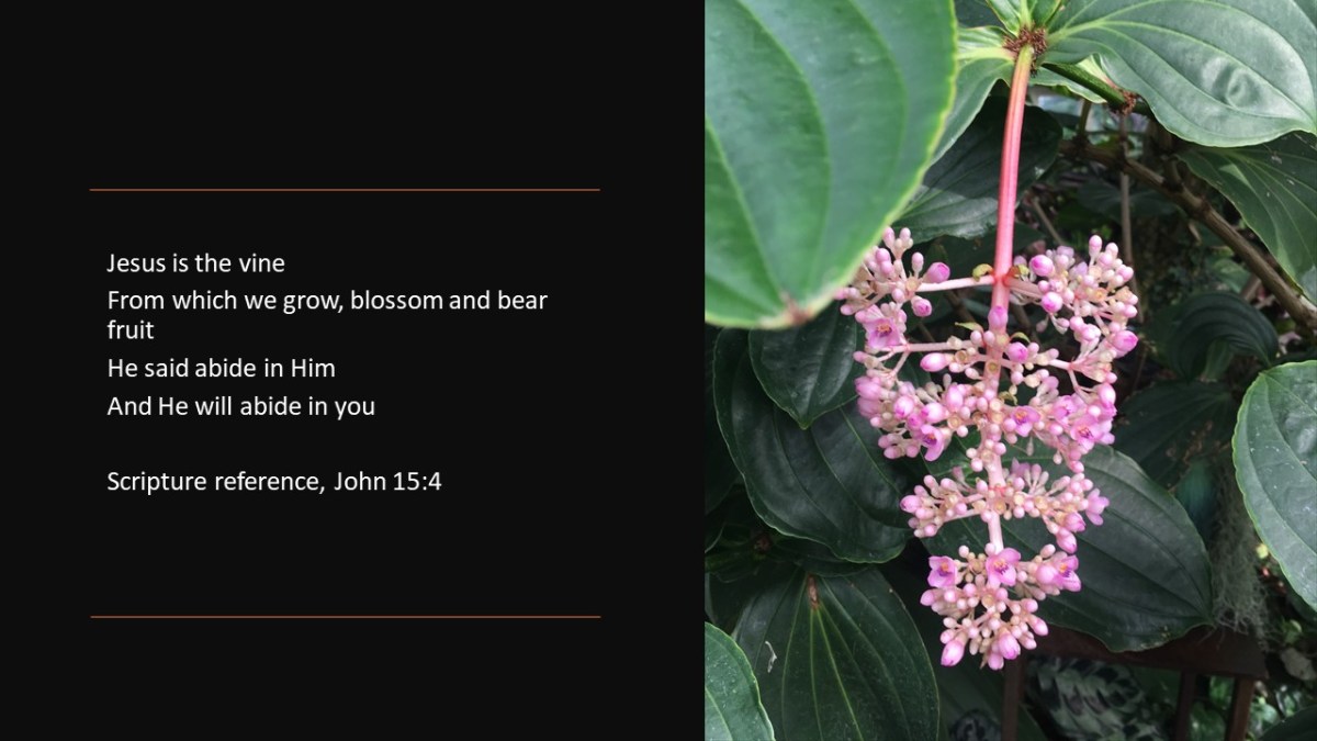 Jesus Is The&nbsp;Vine